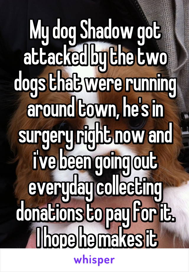 My dog Shadow got attacked by the two dogs that were running around town, he's in surgery right now and i've been going out everyday collecting donations to pay for it.
 I hope he makes it