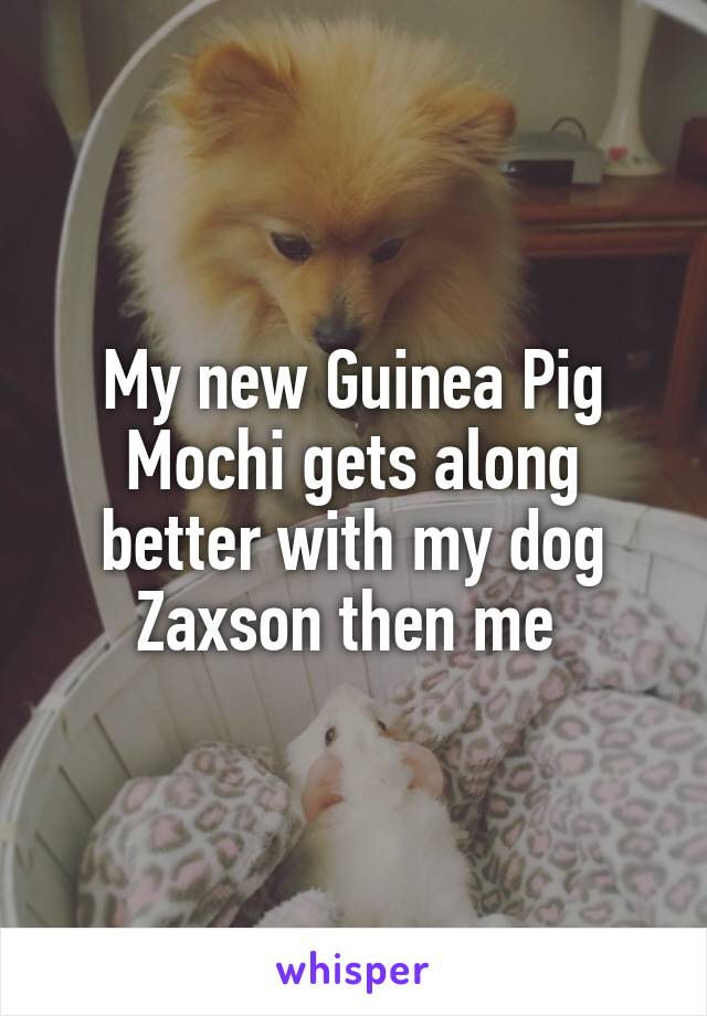 My new Guinea Pig Mochi gets along better with my dog Zaxson then me 