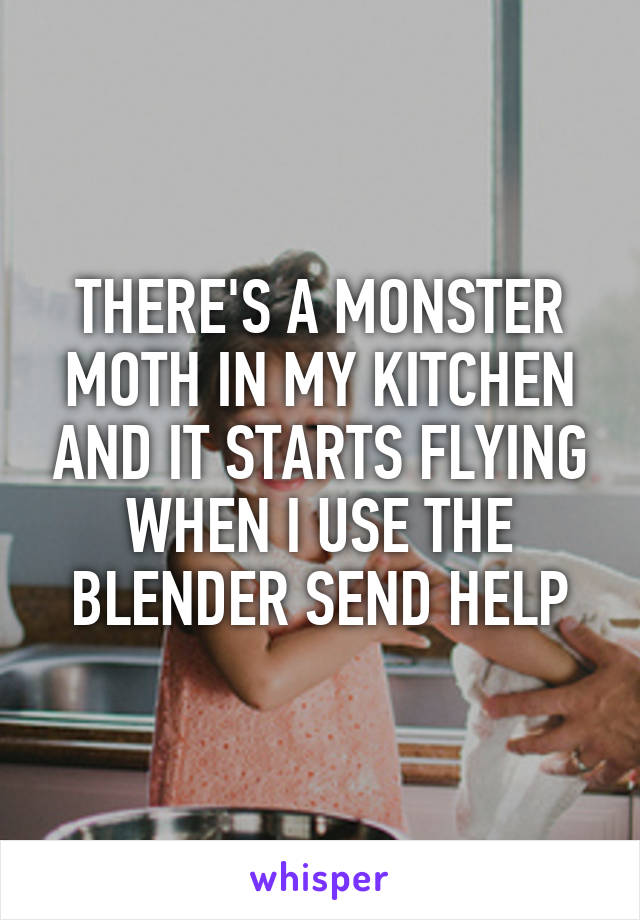 THERE'S A MONSTER MOTH IN MY KITCHEN AND IT STARTS FLYING WHEN I USE THE BLENDER SEND HELP