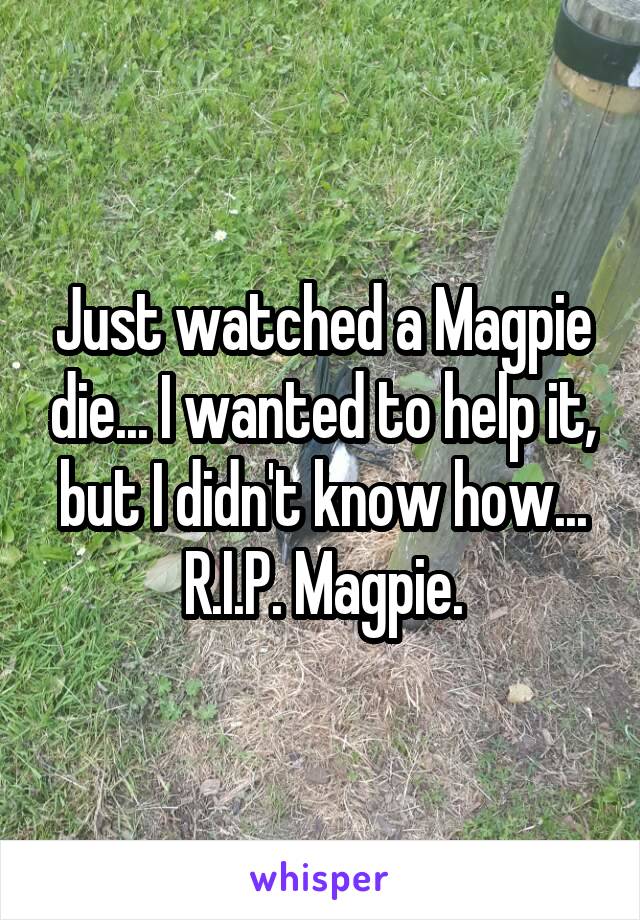 Just watched a Magpie die... I wanted to help it, but I didn't know how... R.I.P. Magpie.