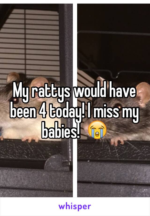 My rattys would have been 4 today! I miss my babies!  😭