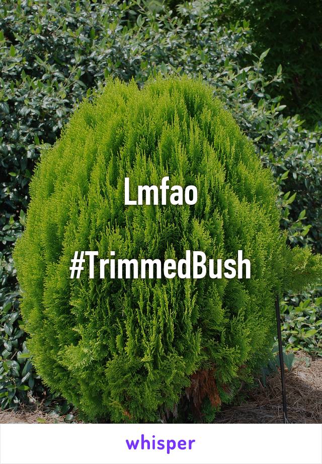 Lmfao

#TrimmedBush