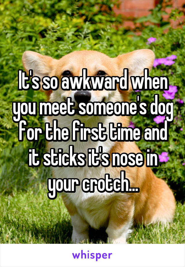 It's so awkward when you meet someone's dog for the first time and it sticks it's nose in your crotch...