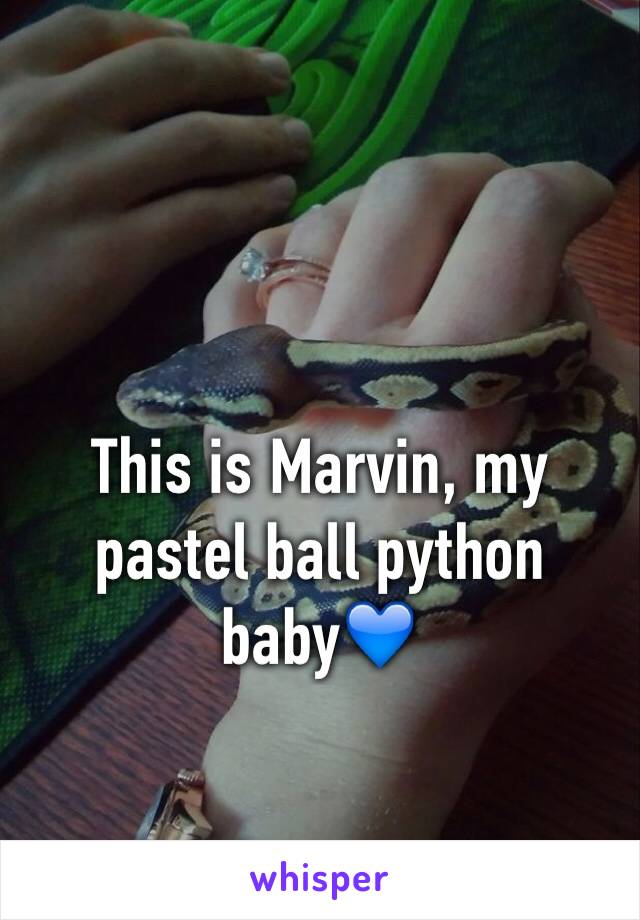 This is Marvin, my pastel ball python baby💙 
