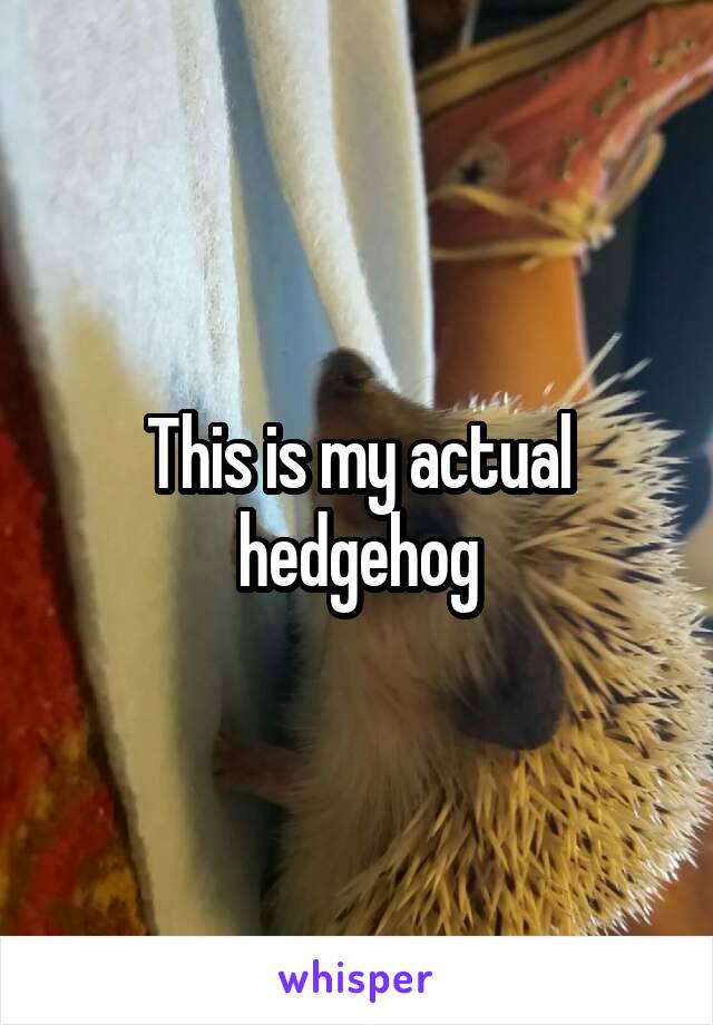 This is my actual hedgehog