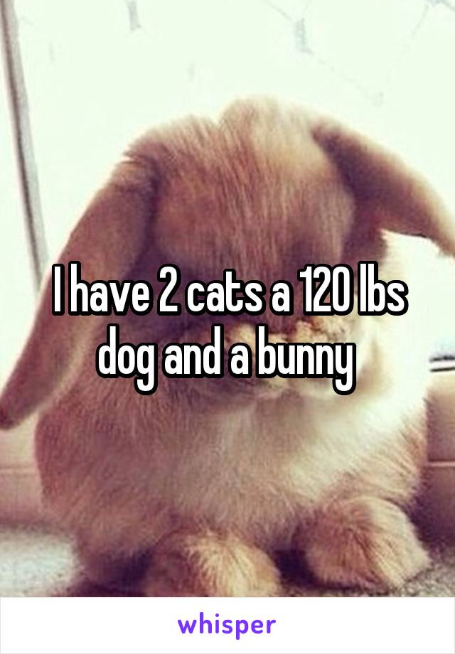 I have 2 cats a 120 lbs dog and a bunny 