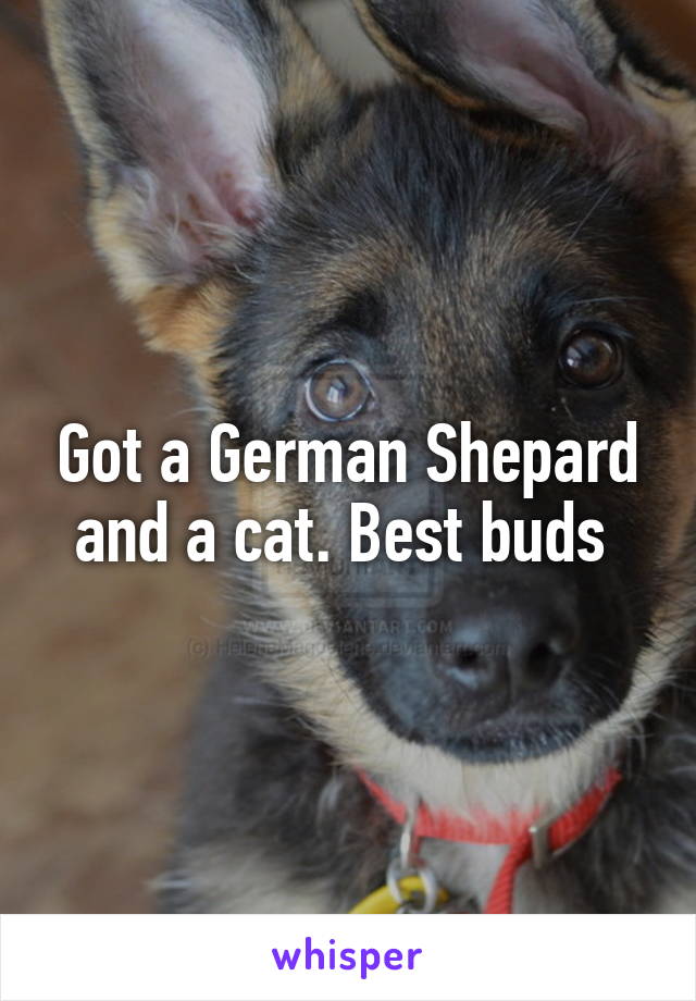Got a German Shepard and a cat. Best buds 
