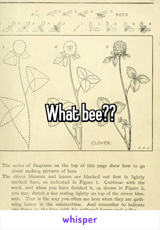 What bee??