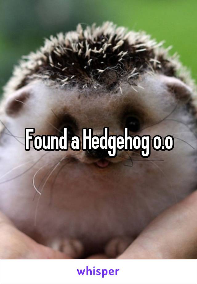 Found a Hedgehog o.o