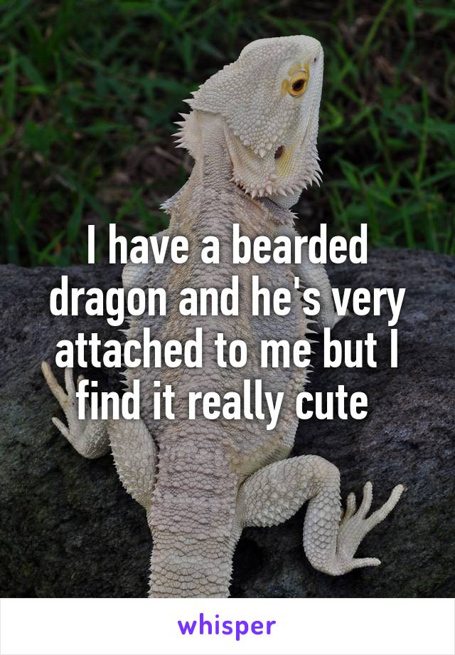 I have a bearded dragon and he's very attached to me but I find it really cute 