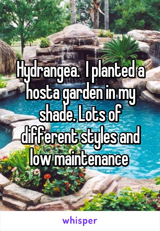 Hydrangea.  I planted a hosta garden in my shade. Lots of different styles and low maintenance 