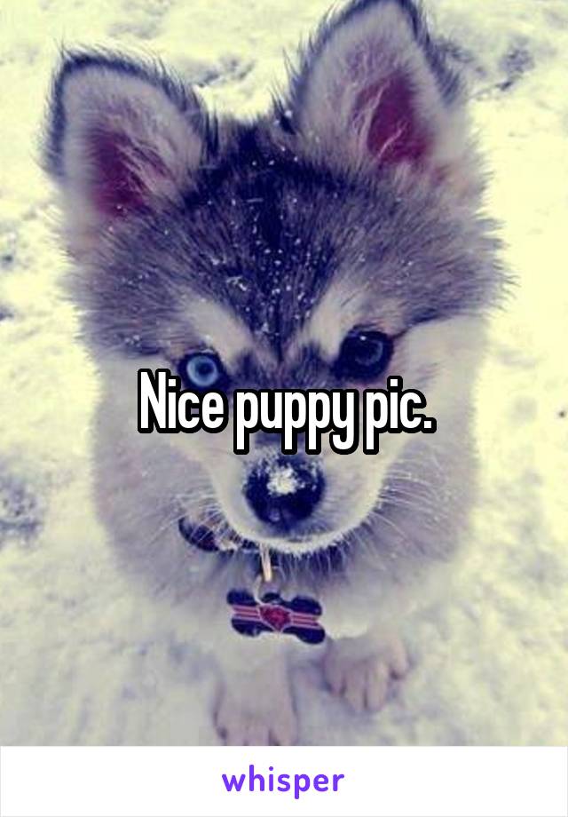Nice puppy pic.