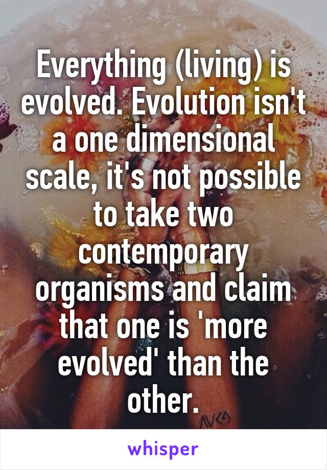 Everything (living) is evolved. Evolution isn't a one dimensional scale, it's not possible to take two contemporary organisms and claim that one is 'more evolved' than the other.