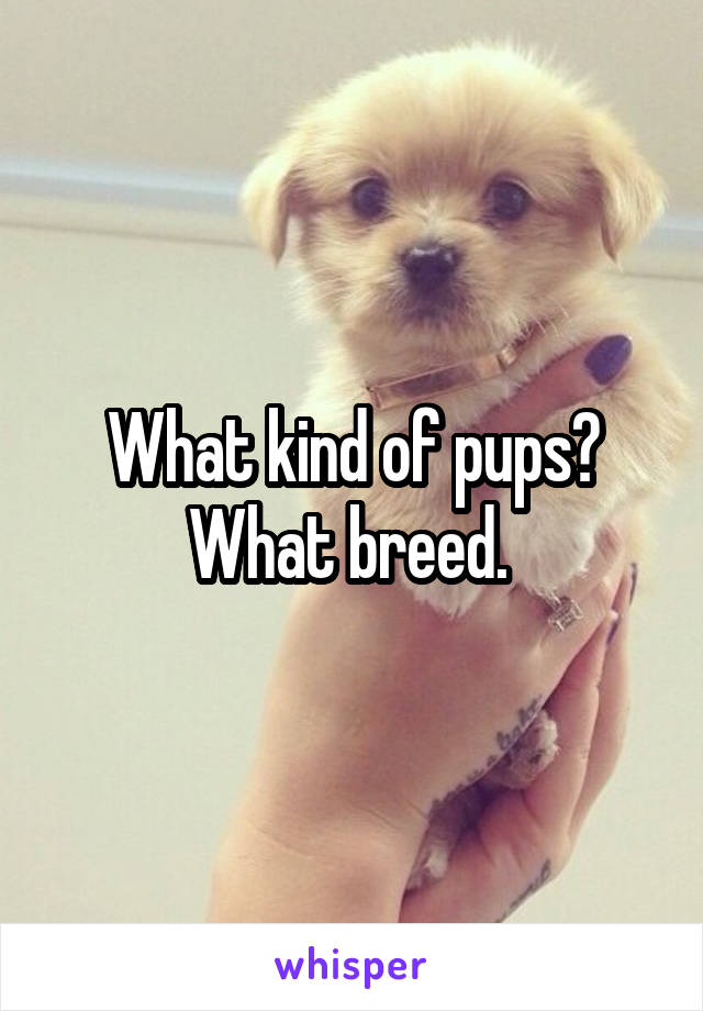 What kind of pups? What breed. 