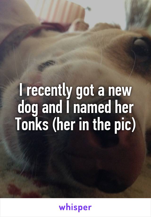 I recently got a new dog and I named her Tonks (her in the pic)