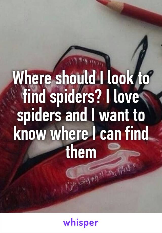 Where should I look to find spiders? I love spiders and I want to know where I can find them