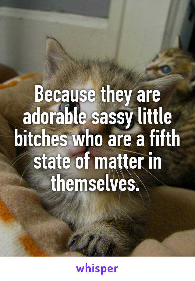Because they are adorable sassy little bitches who are a fifth state of matter in themselves. 