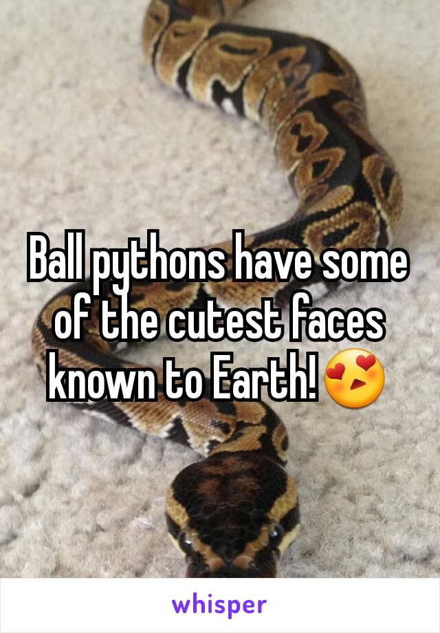 Ball pythons have some of the cutest faces known to Earth!😍