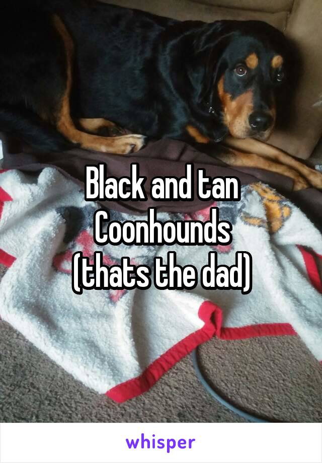 Black and tan Coonhounds
(thats the dad)