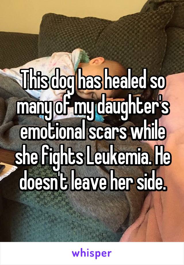 This dog has healed so many of my daughter's emotional scars while she fights Leukemia. He doesn't leave her side.