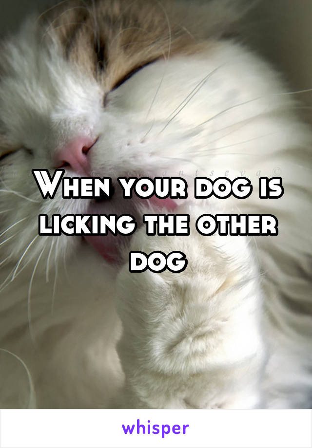 When your dog is licking the other dog