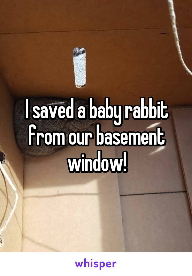 I saved a baby rabbit from our basement window!