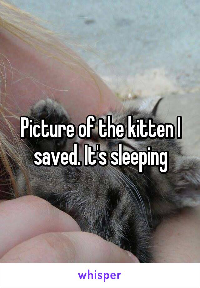 Picture of the kitten I saved. It's sleeping