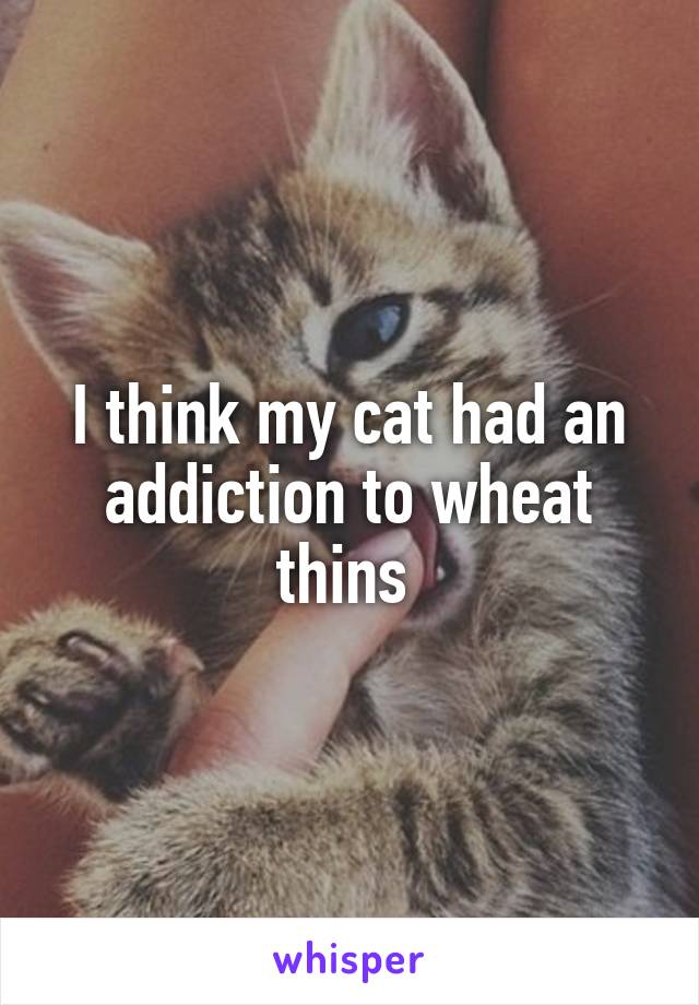 I think my cat had an addiction to wheat thins 