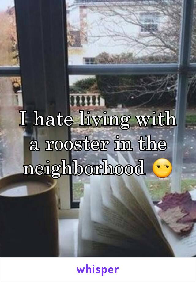 I hate living with a rooster in the neighborhood 😒