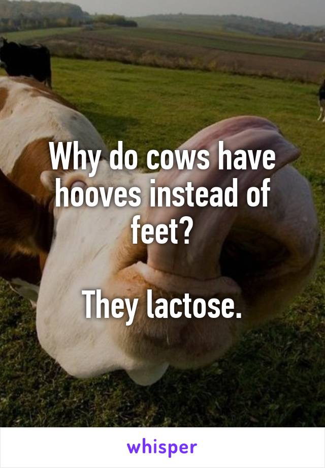 Why do cows have hooves instead of feet?

They lactose.