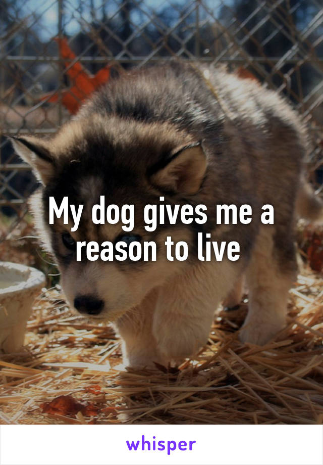 My dog gives me a reason to live 