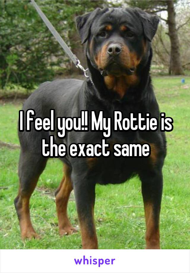 I feel you!! My Rottie is the exact same