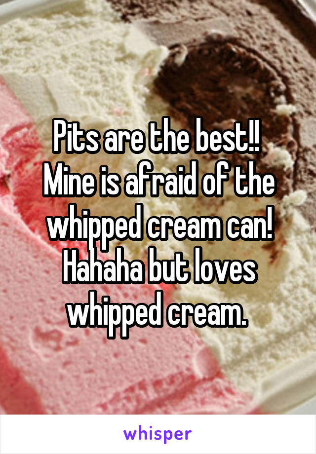 Pits are the best!! 
Mine is afraid of the whipped cream can! Hahaha but loves whipped cream. 