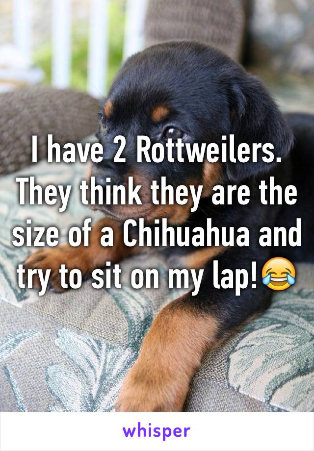 I have 2 Rottweilers. They think they are the size of a Chihuahua and try to sit on my lap!😂