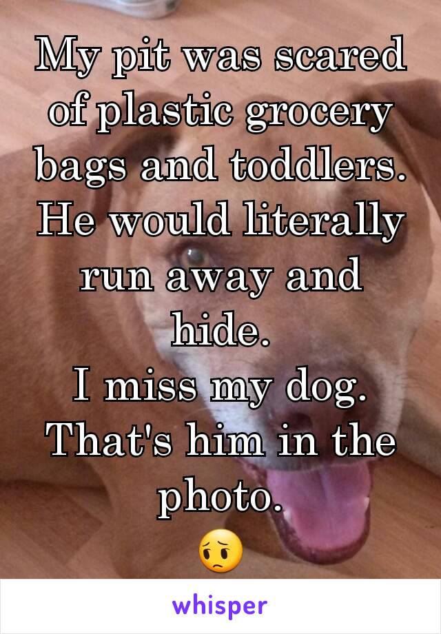 My pit was scared of plastic grocery bags and toddlers. He would literally run away and hide.
I miss my dog.
That's him in the photo.
😔