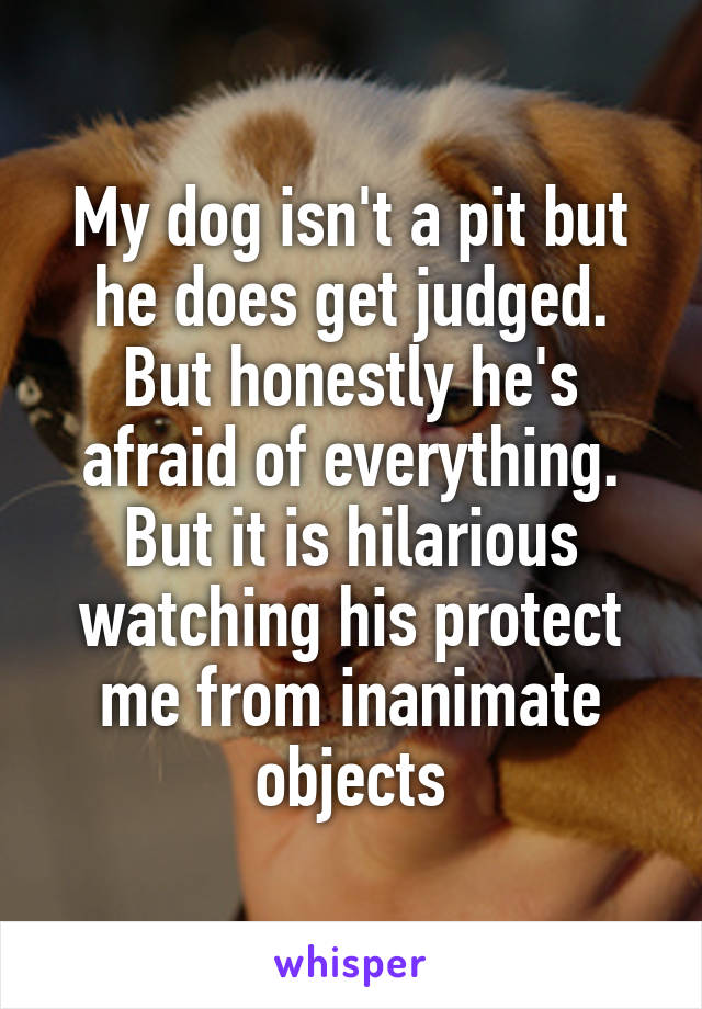 My dog isn't a pit but he does get judged. But honestly he's afraid of everything. But it is hilarious watching his protect me from inanimate objects