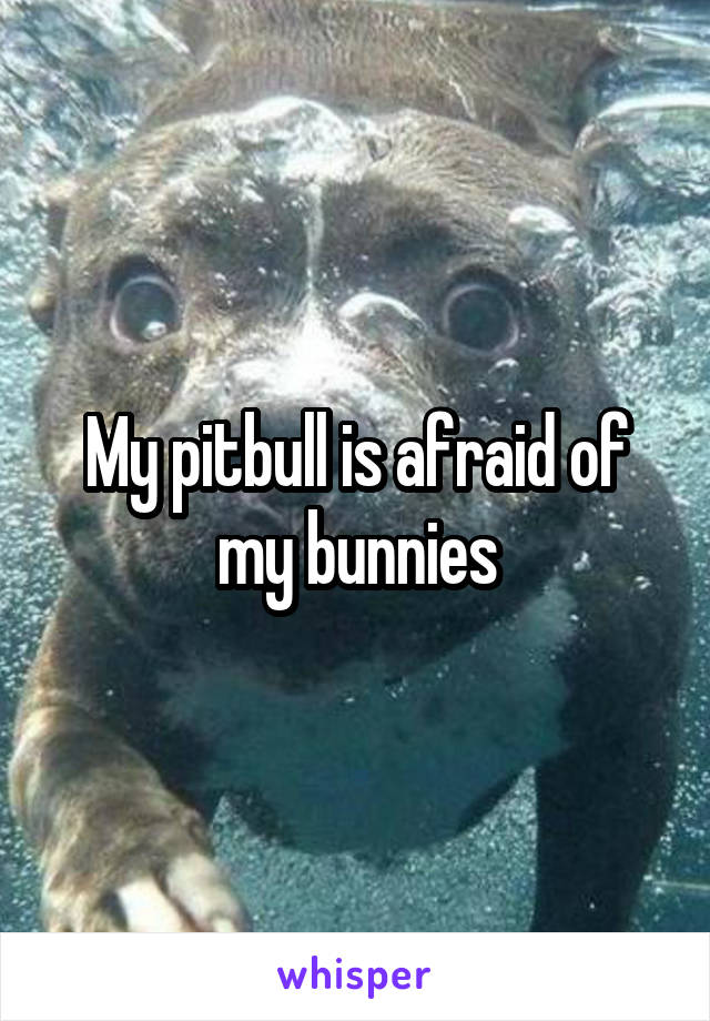 My pitbull is afraid of my bunnies