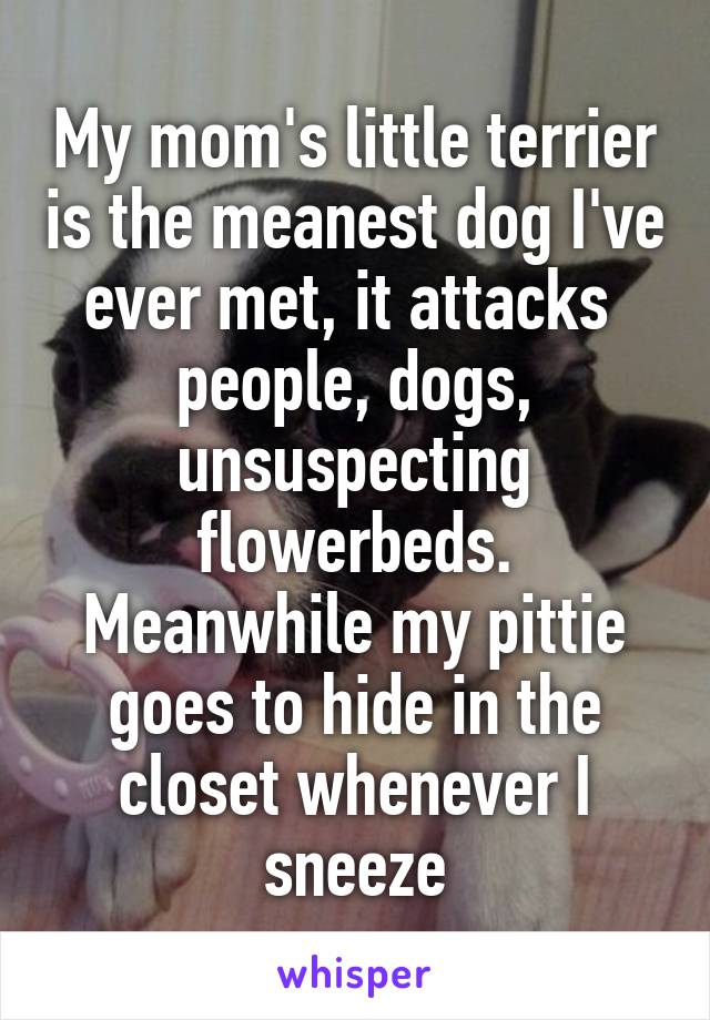 My mom's little terrier is the meanest dog I've ever met, it attacks  people, dogs, unsuspecting flowerbeds. Meanwhile my pittie goes to hide in the closet whenever I sneeze