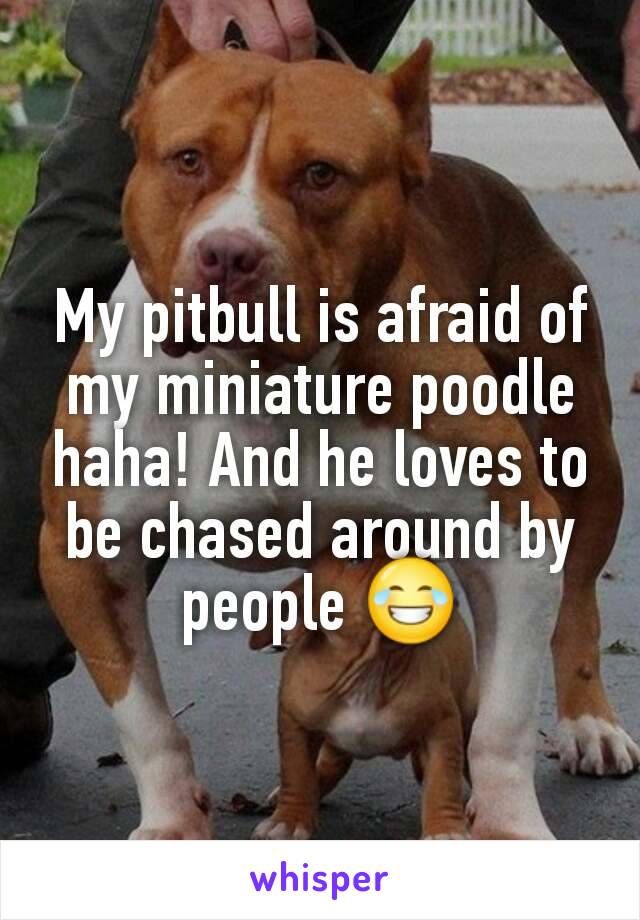 My pitbull is afraid of my miniature poodle haha! And he loves to be chased around by people 😂