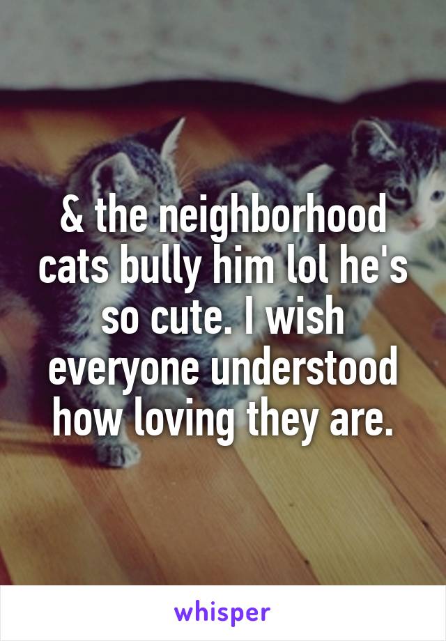 & the neighborhood cats bully him lol he's so cute. I wish everyone understood how loving they are.