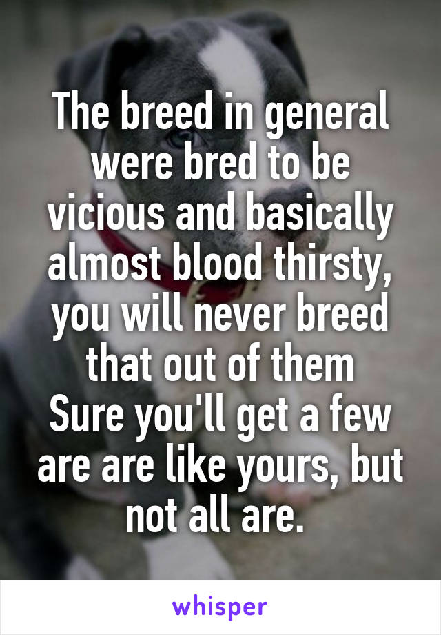 The breed in general were bred to be vicious and basically almost blood thirsty, you will never breed that out of them
Sure you'll get a few are are like yours, but not all are. 