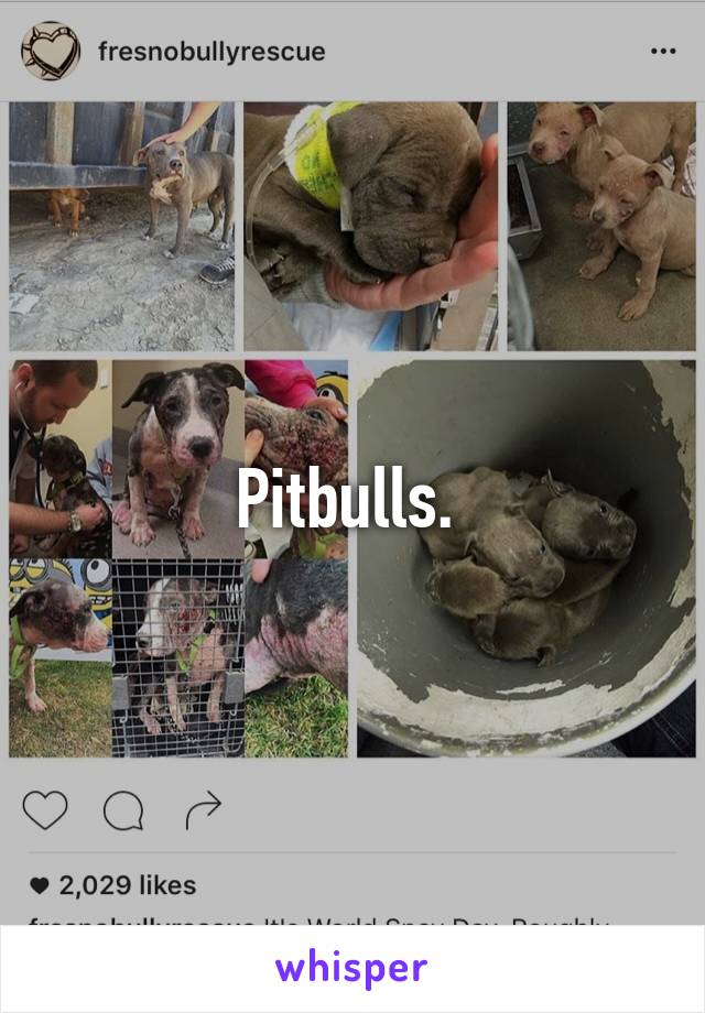 Pitbulls. 