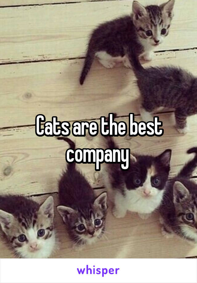 Cats are the best company 