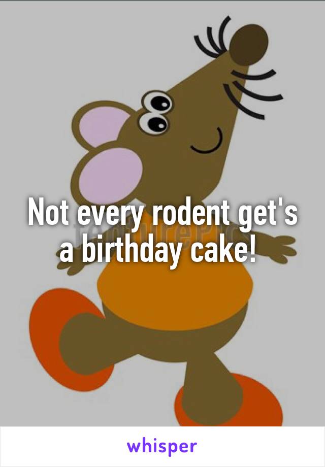 Not every rodent get's a birthday cake! 