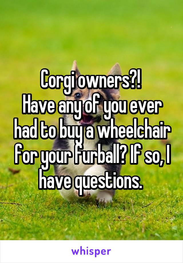 Corgi owners?! 
Have any of you ever had to buy a wheelchair for your furball? If so, I have questions. 