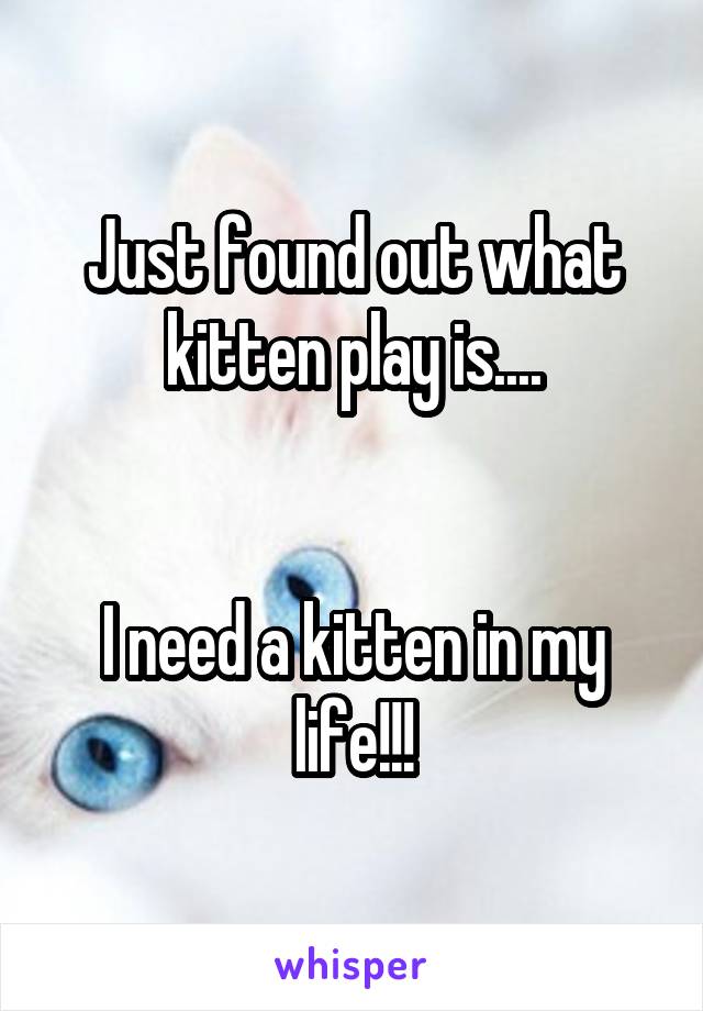 Just found out what kitten play is....


I need a kitten in my life!!!