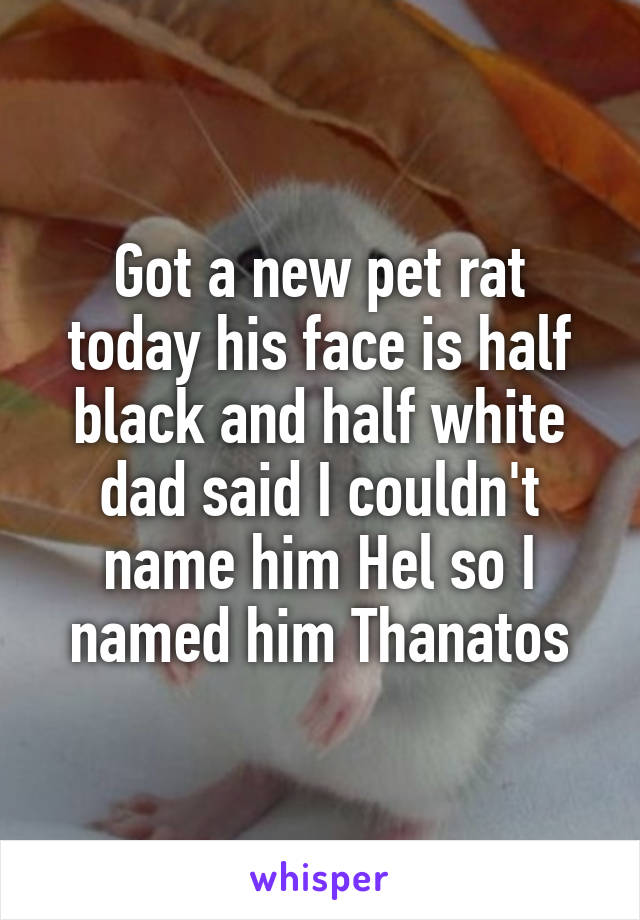 Got a new pet rat today his face is half black and half white dad said I couldn't name him Hel so I named him Thanatos