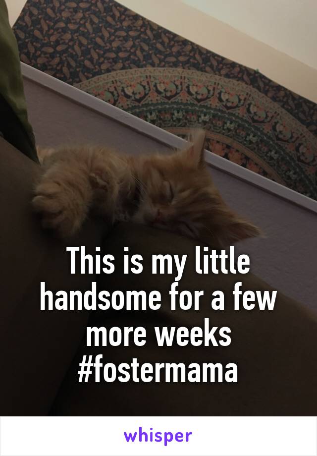 




This is my little handsome for a few more weeks #fostermama