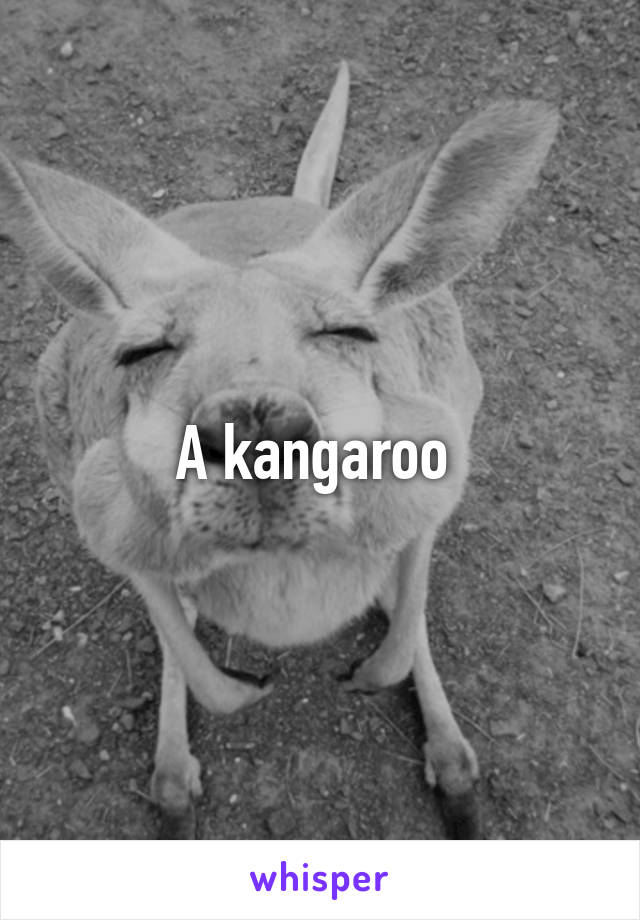 A kangaroo 