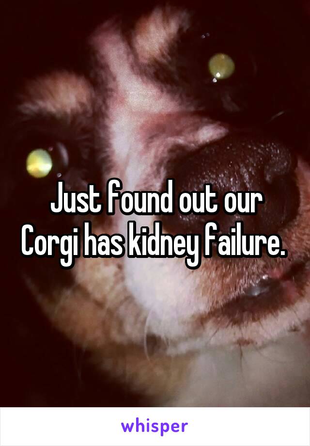 Just found out our Corgi has kidney failure. 